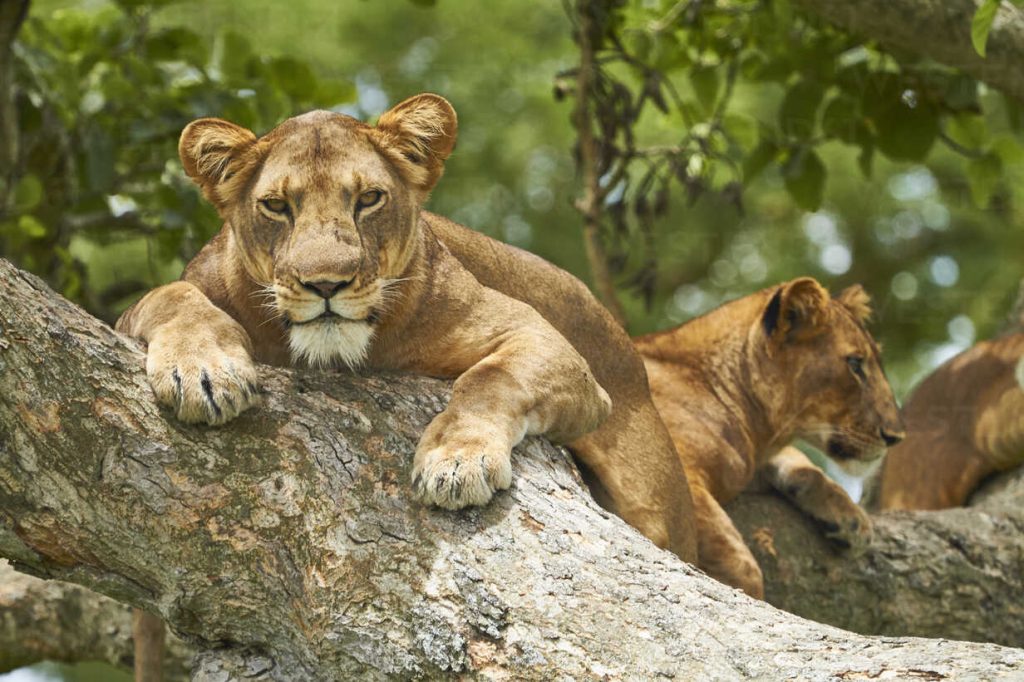 Lions in Uganda